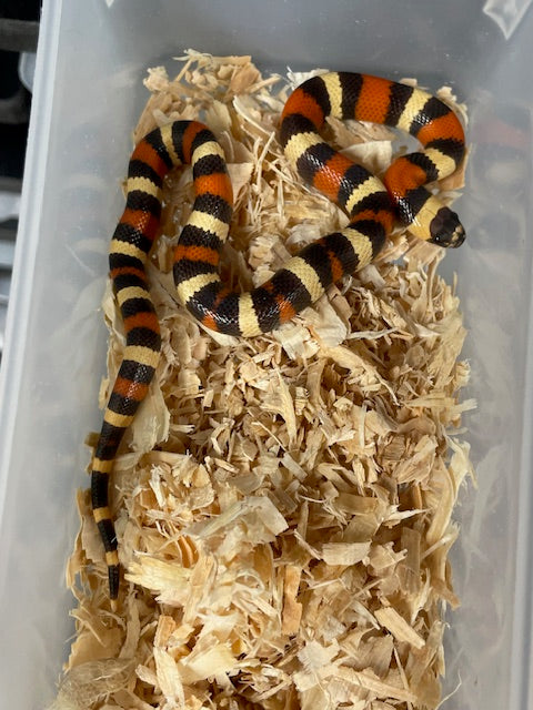 Serpiente de leche: hipoalbaricoque poblano