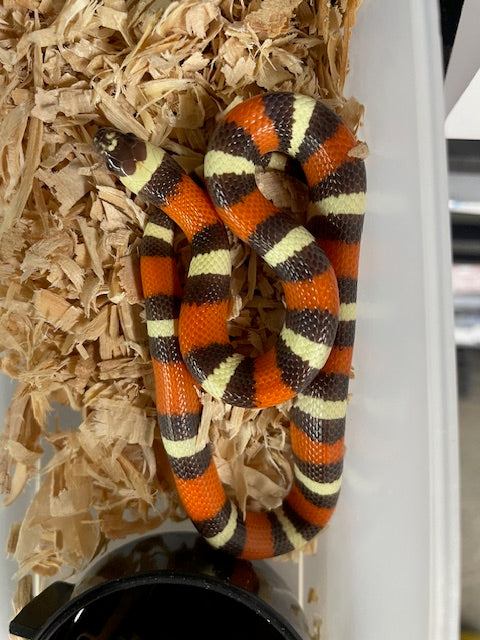 Serpiente Lechera: Hipo poblana