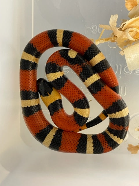 Milksnake: Albaricoque Poblano