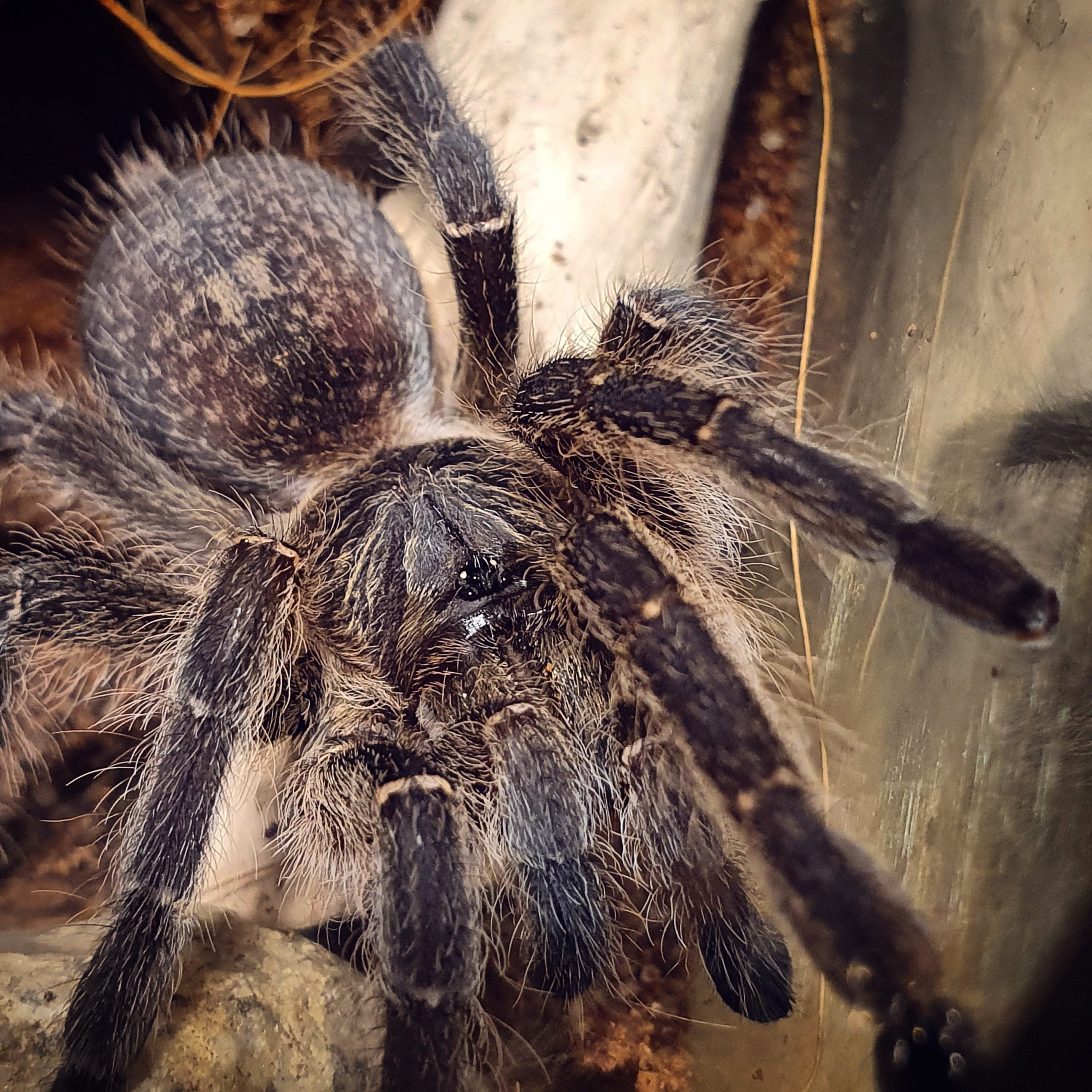 Harpactira baviana (パーセルヒヒ) 0.5"