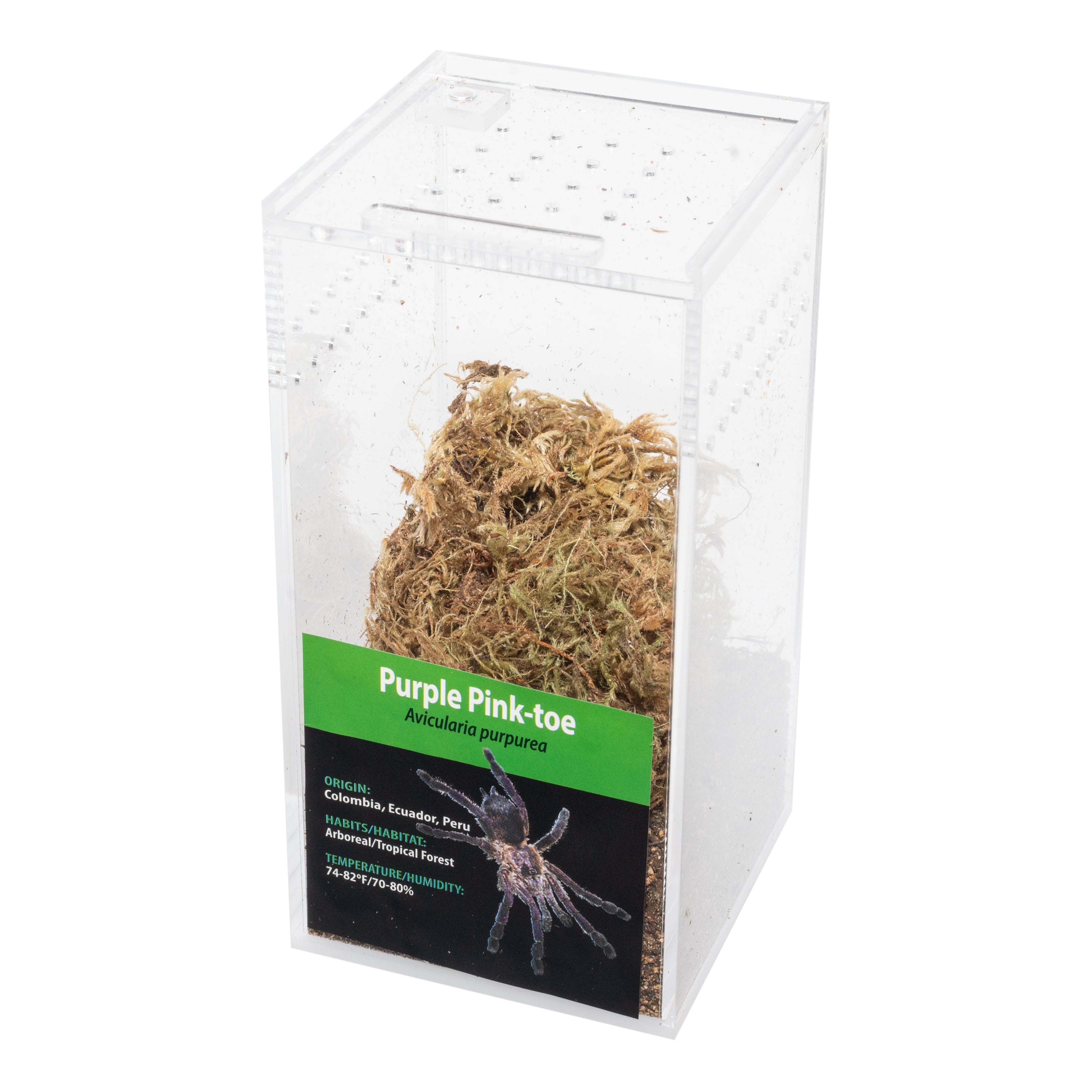 KIT PARA LLEVAR: Avicularia purpurea (Purple Pink-toe)