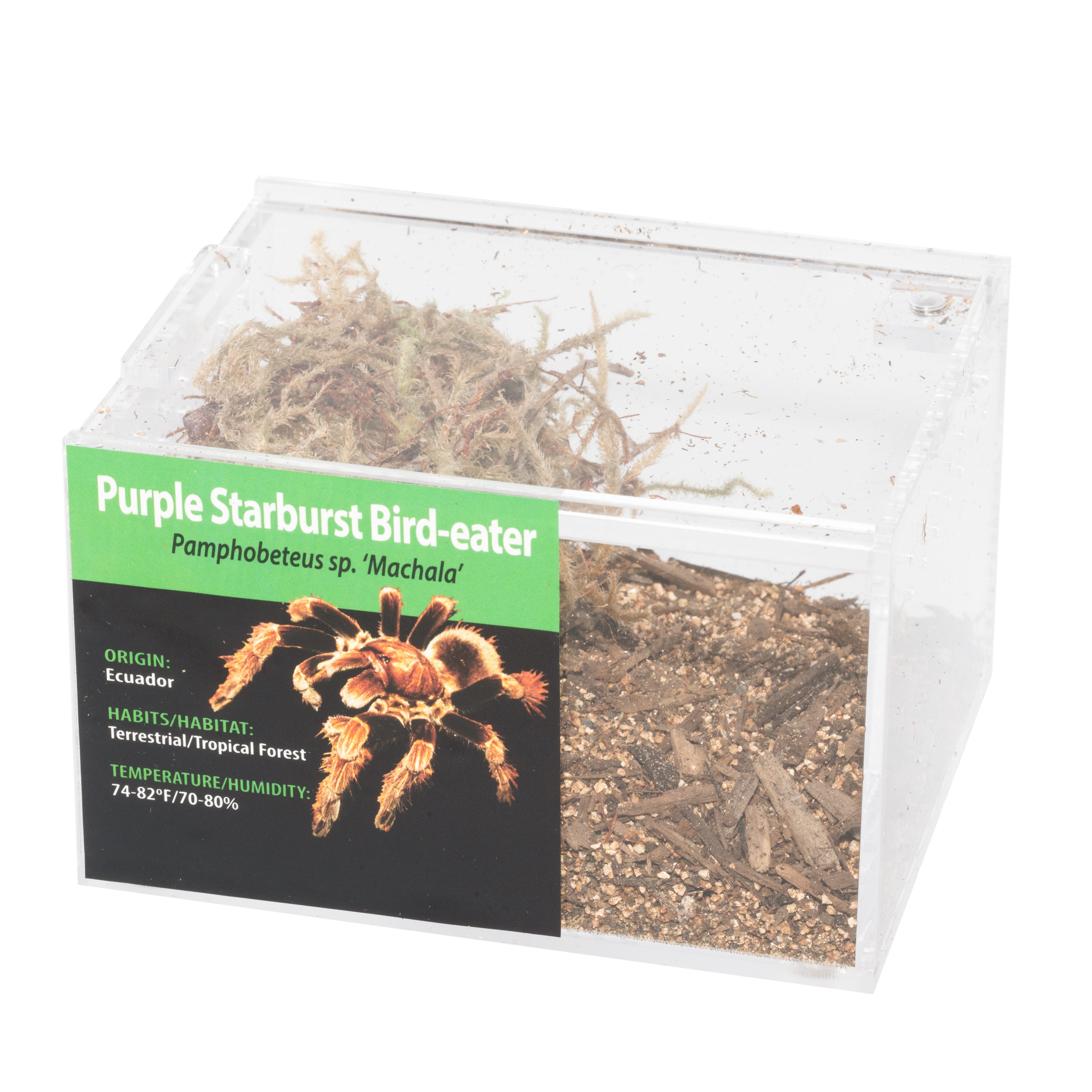 KIT PARA LLEVAR: Pamphobeteus sp. 'Machala' (Pamphobeteus púrpura)
