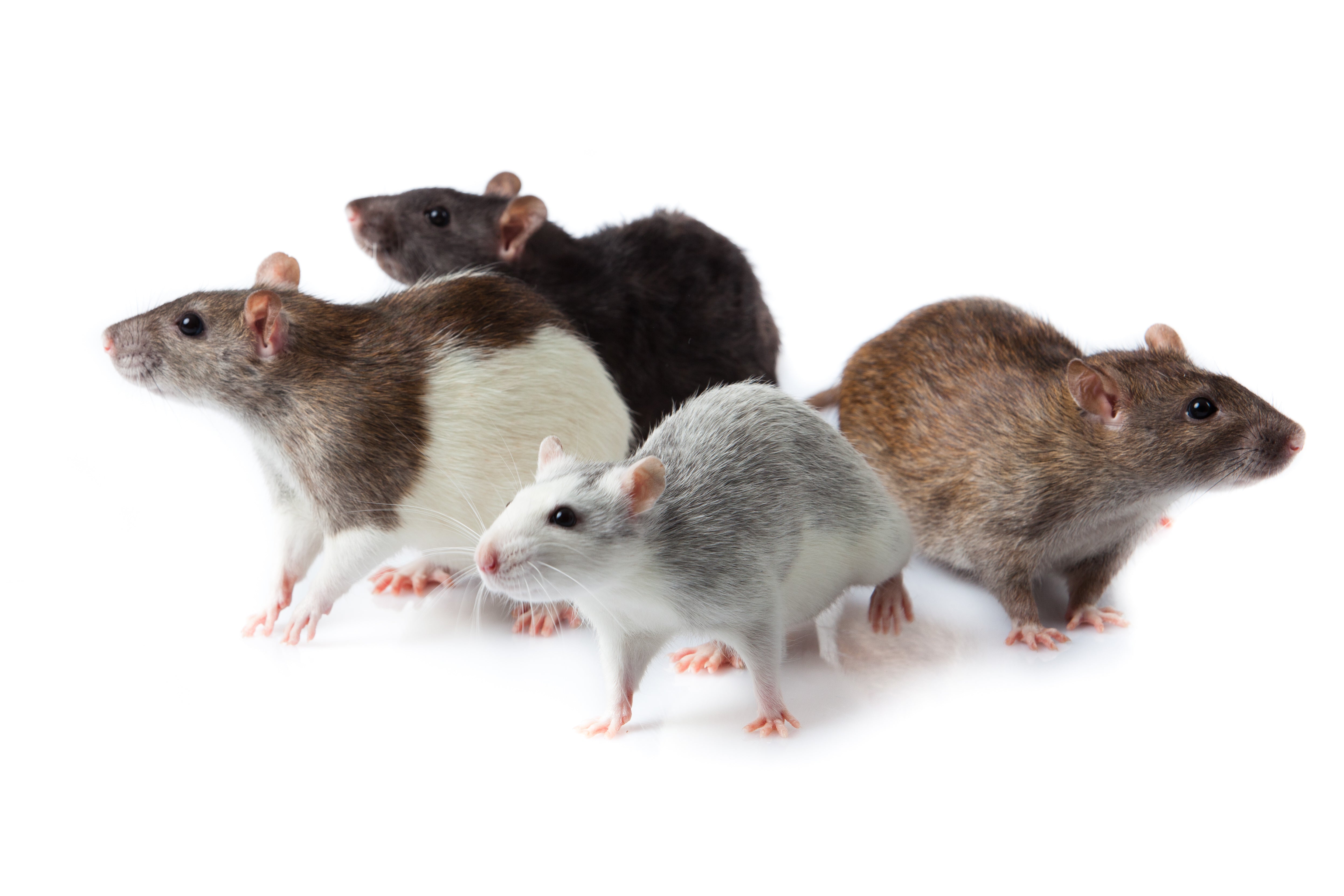Live Rats