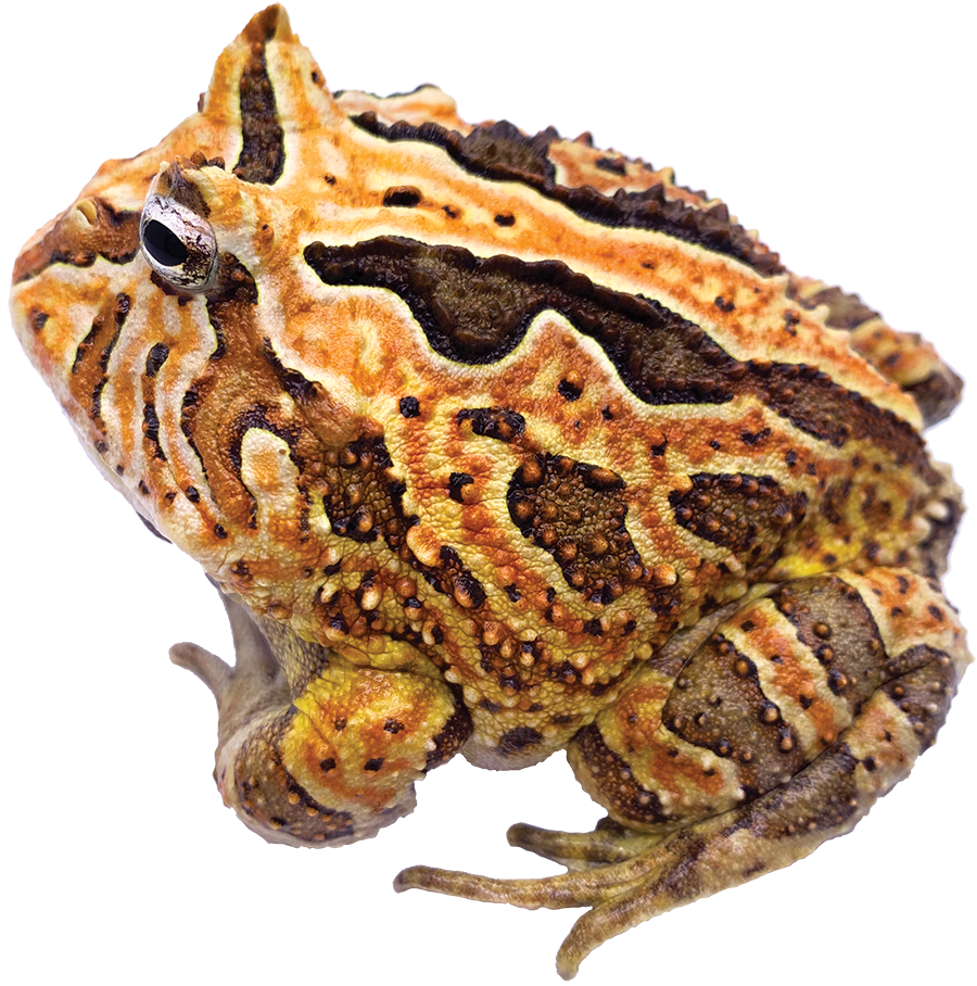 GNG Kit: Pacman Frog - Fantasy RED