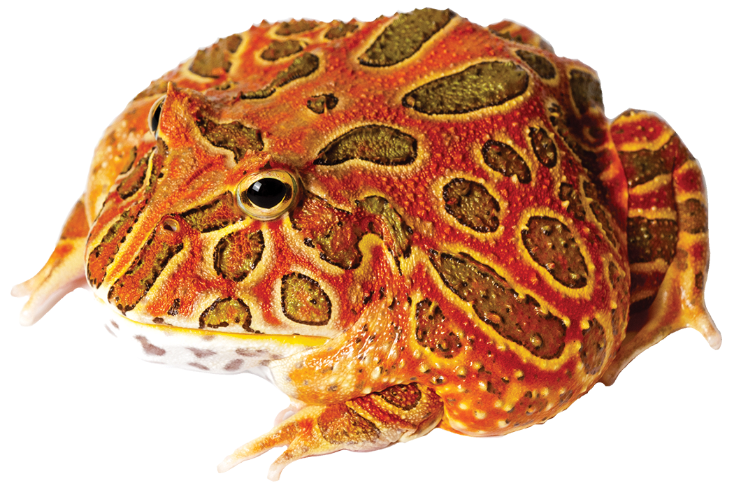 GNG Kit: Pacman Frog - RED COFFEE