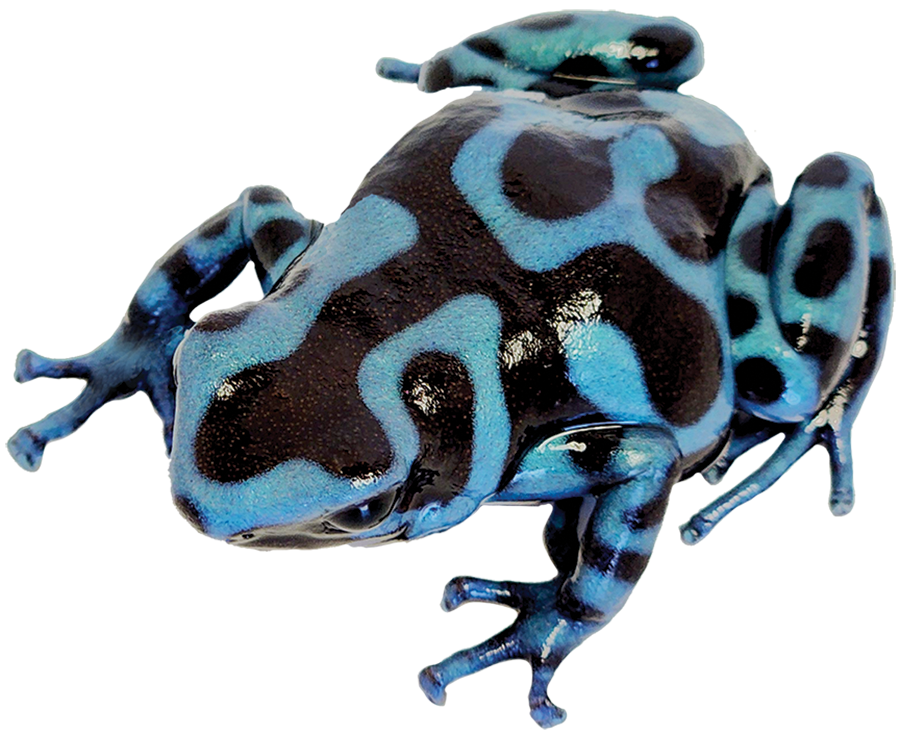 Dart Frog RETICULATED BLUE AND BLACK