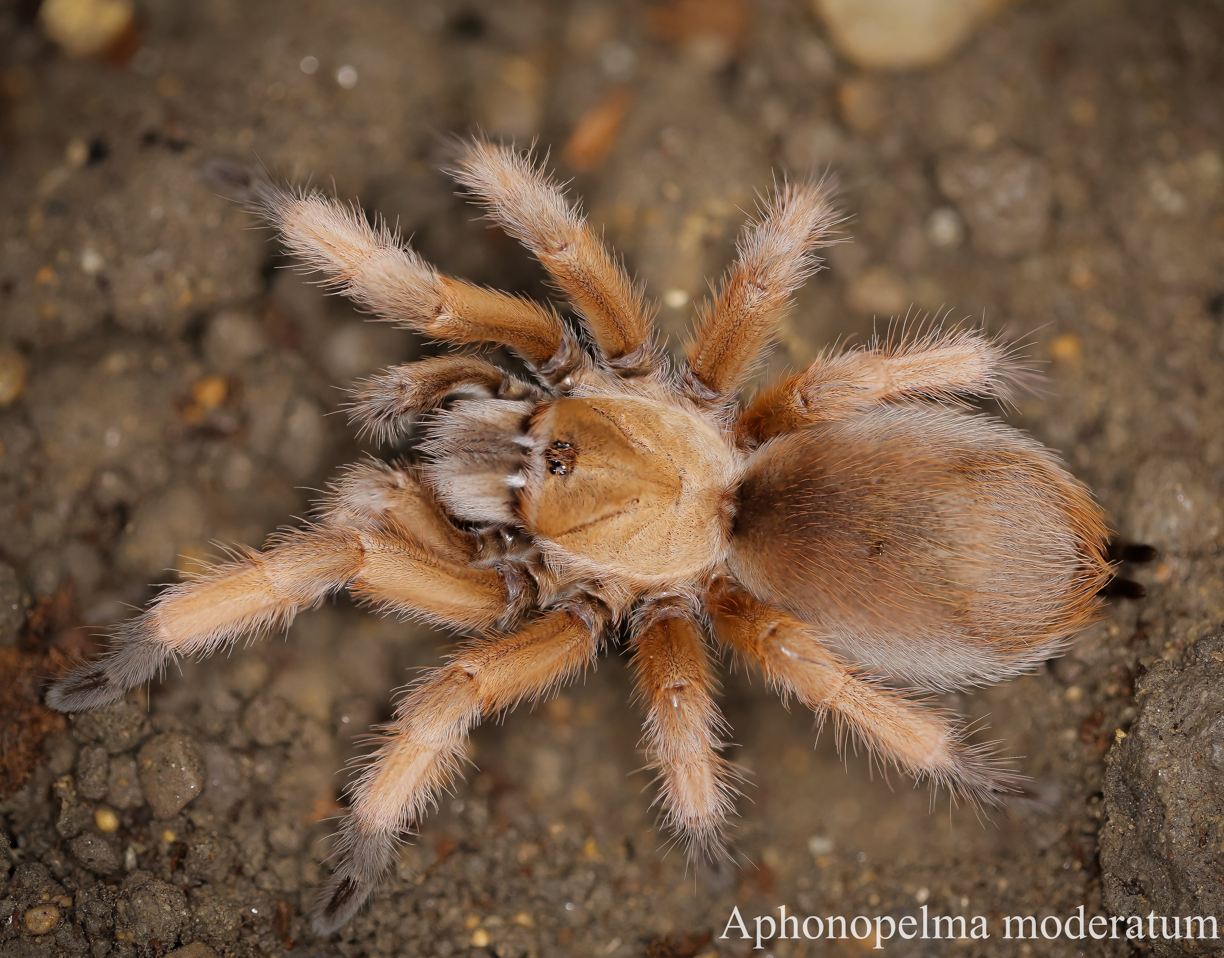 Aphonopelma moderatum (Rio Grande Gold) .33"