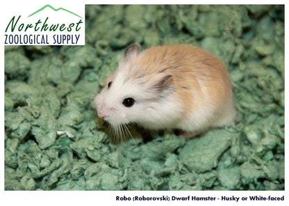 Roborovski Hamster