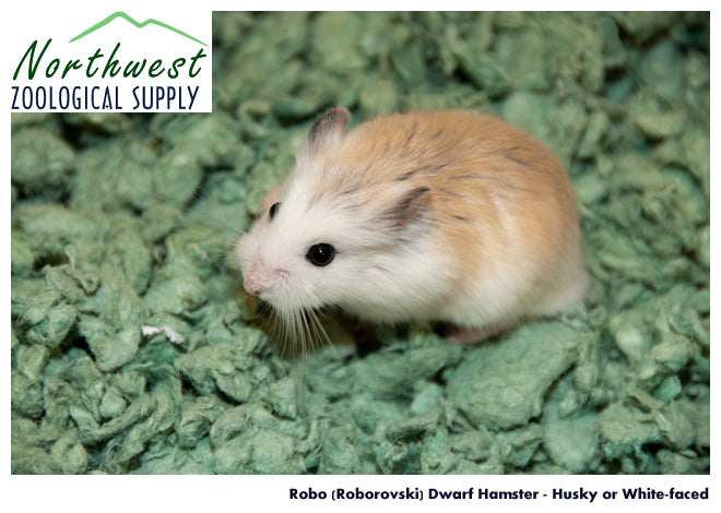 Roborovski Hamster