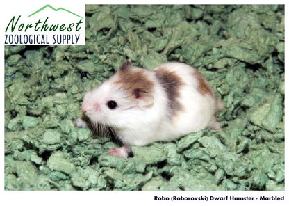 Roborovski Hamster