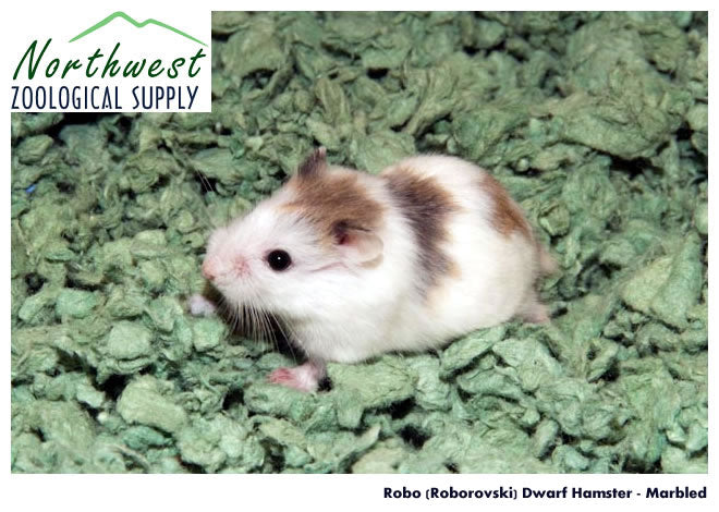 Roborovski Hamster