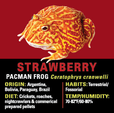 GNG Kit: Pacman Frog - STRAWBERRY