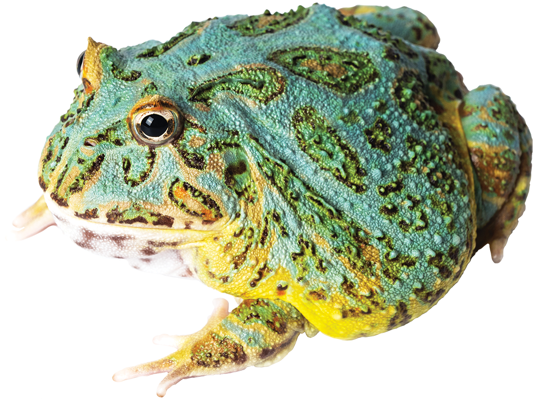 GNG Kit: Pacman Frog - SAMURAI BLUE