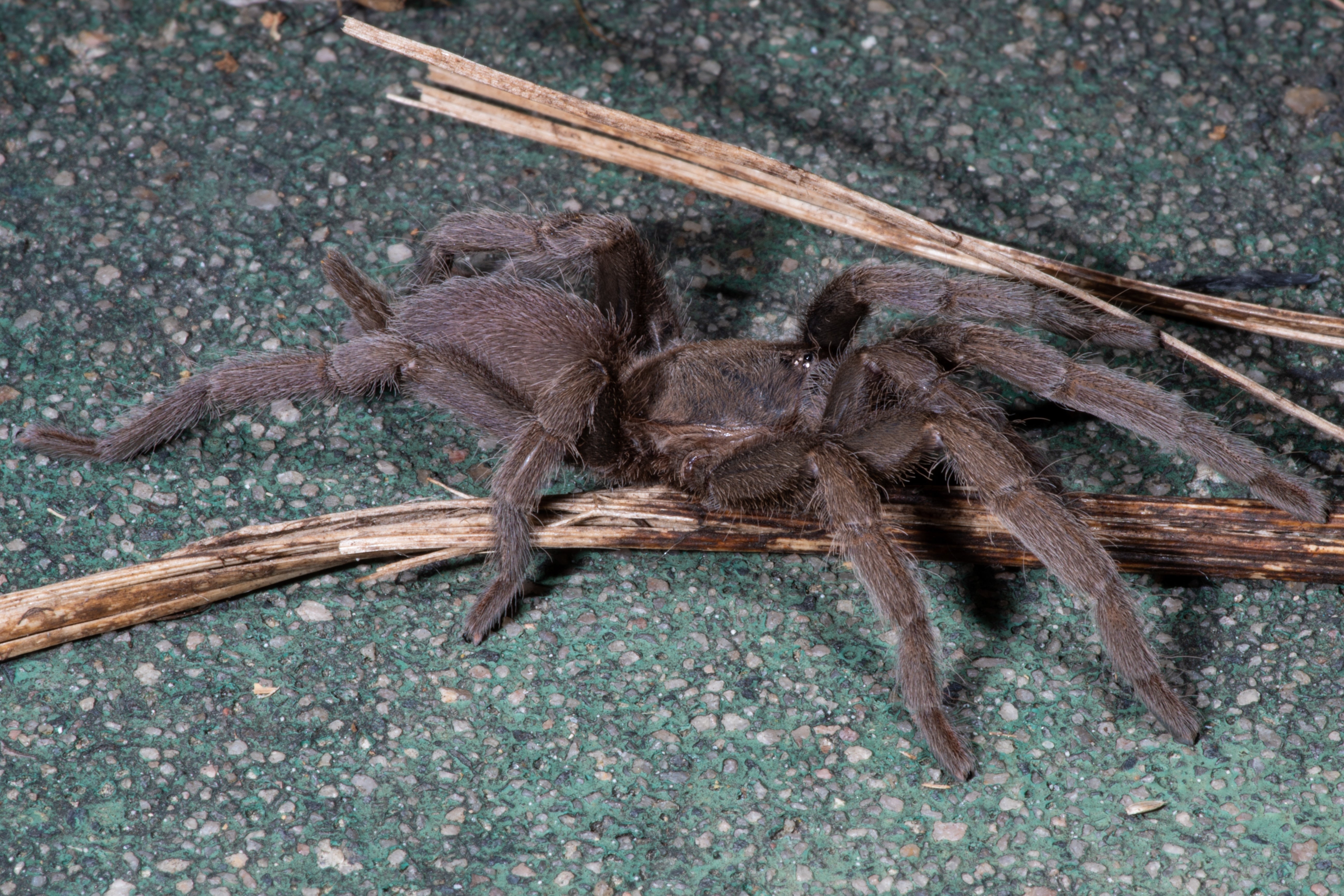 Selenocosmia crassipes (Australian Barking Spider) 2" Bulk