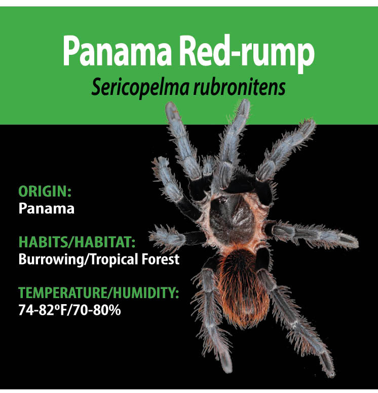 TERRESTRIAL GRAB N GO KIT: Sericopelma rubronitens (Panama Red-rump) 1.5"+