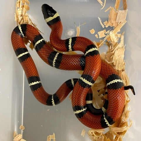 Milksnake: Sinoloan