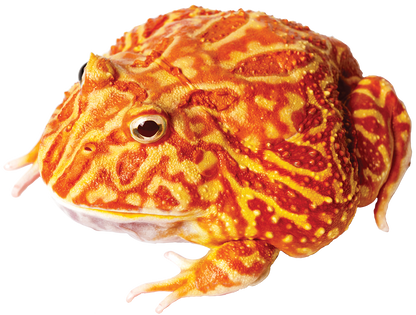 GNG Kit: Pacman Frog - STRAWBERRY