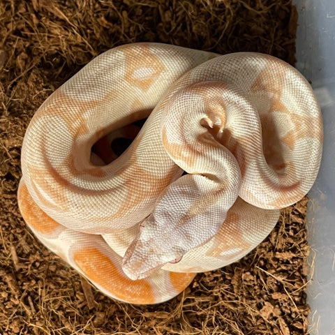 Colombian Redtail Boa: Sunglow