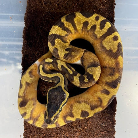 Super Enchi Pied Ball Python FEMALE