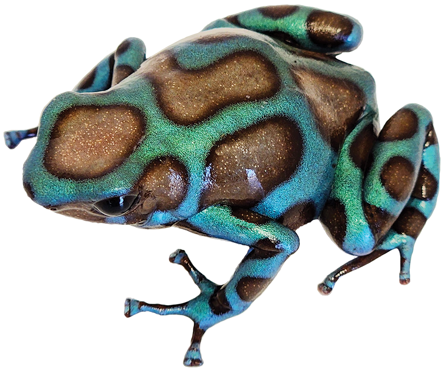 Dart Frog SUPER BLUE AND GREEN