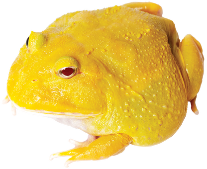 GNG Kit: Pacman Frog - SUPER PIKACHU