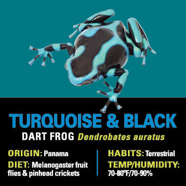 GRAB N GO KIT: Dart Frog - TURQUOISE AND BLACK