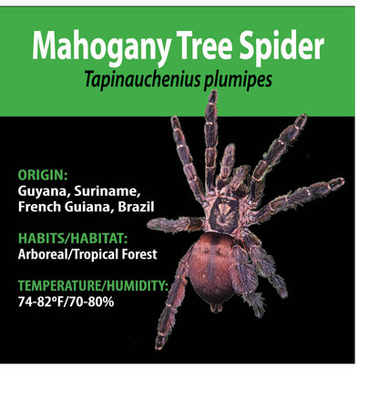 ARBOREAL GRAB N GO KIT: Tapinauchenius plumipes (Mahogany Tree Spider) 1.5"+