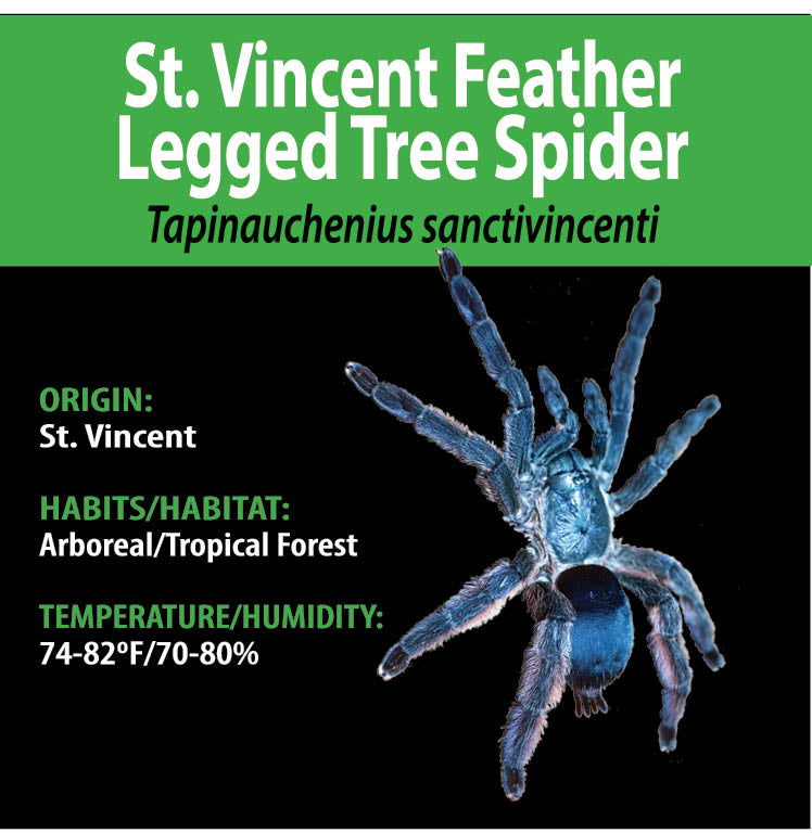 ARBOREAL GRAB N GO KIT: Tapinauchenius sanctivincenti (St. Vincent Feather Legged Tree Spider) 1.5"+