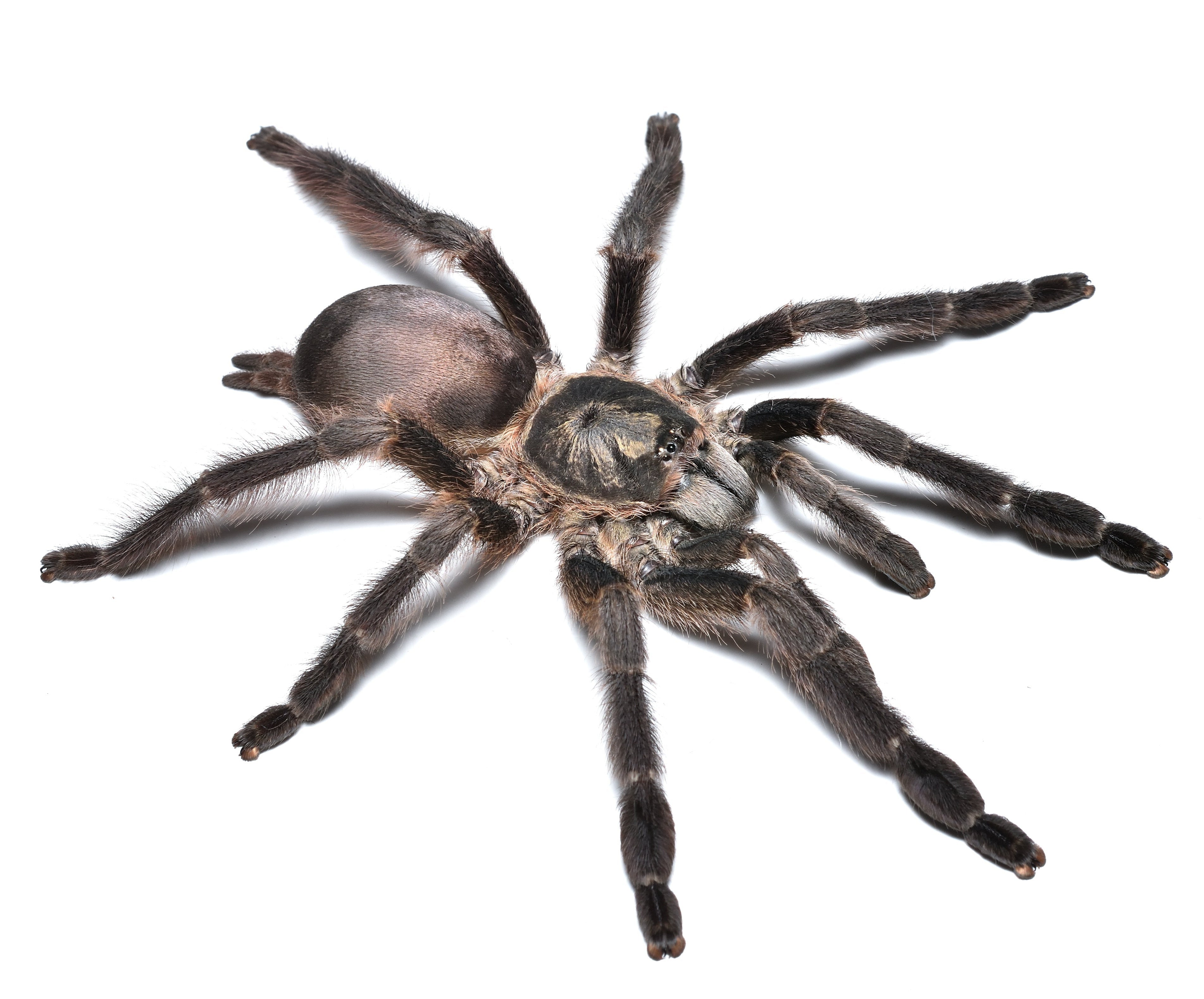 Tapinauchenius plumipes (Mahogany Tree Spider) Tarantula