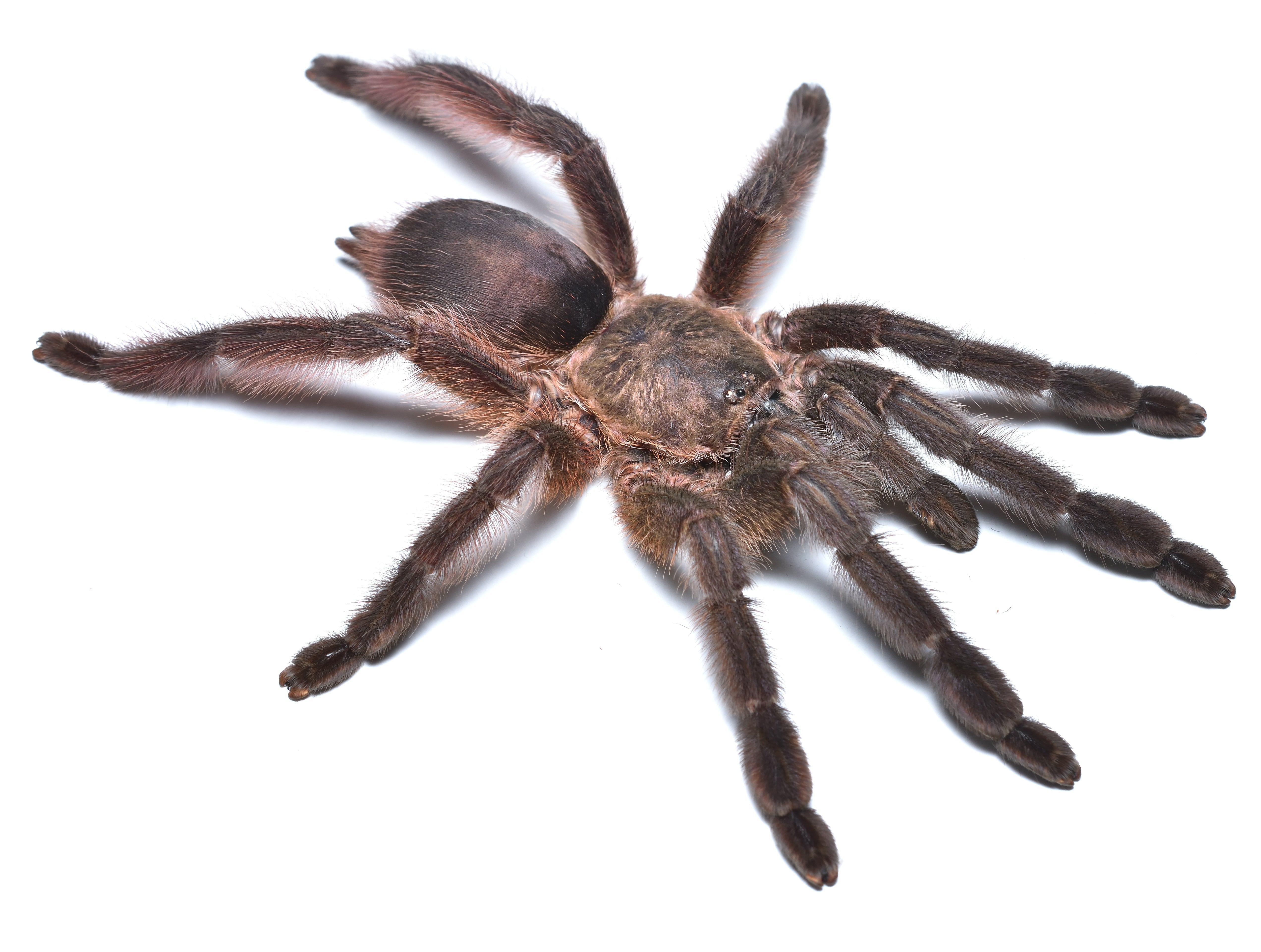 Tapinauchenius polybotes (St. Lucia Tree Spider)