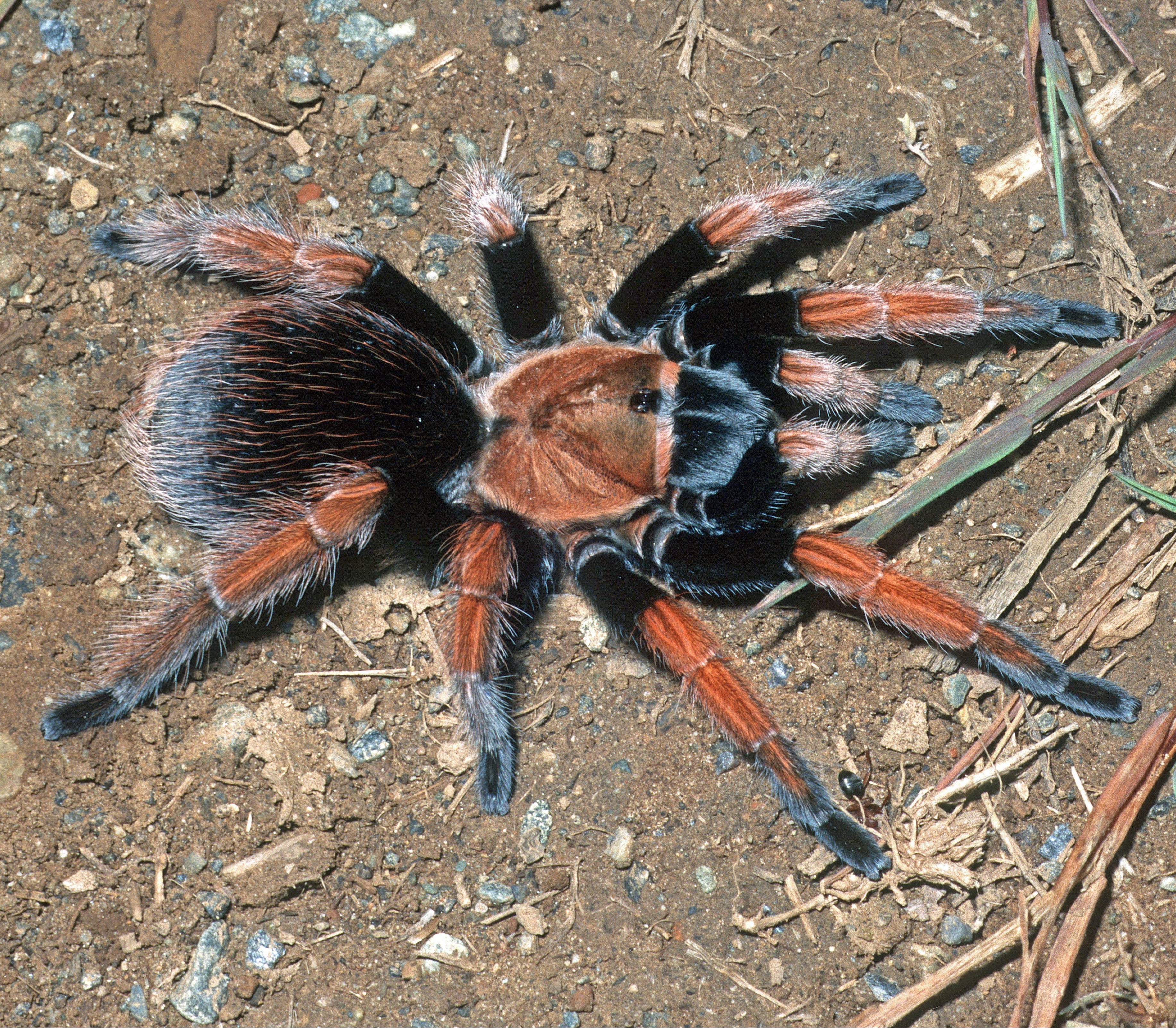 Aphonopelma bicoloratum (Mexican Blood-leg) Tarantula