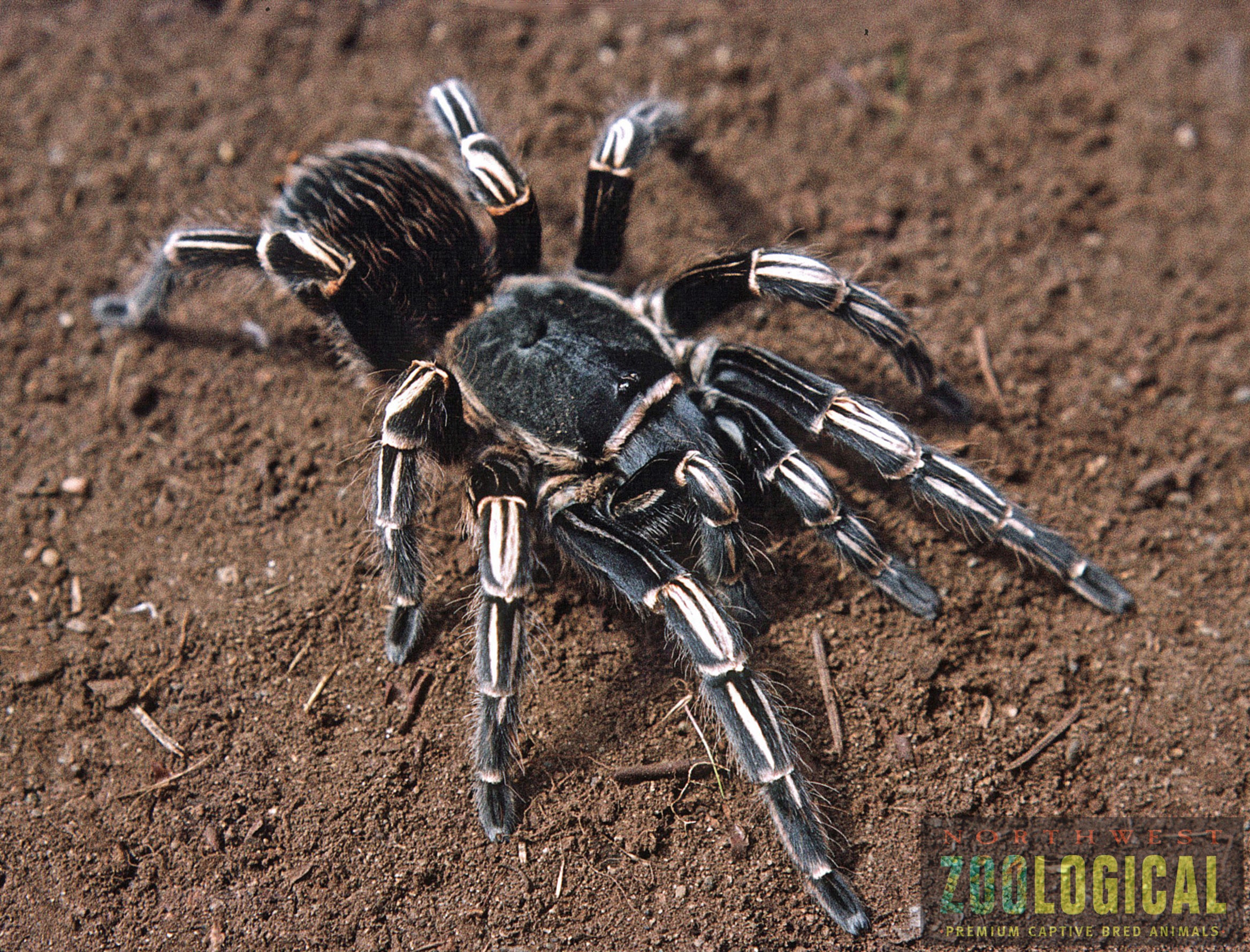 Aphonopelma seemanii (Costa Rican Strip-knee) Tarantula