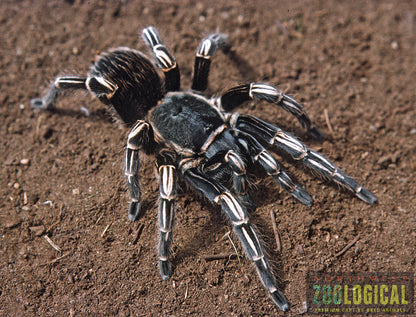 TERRESTRIAL GRAB N GO KIT: Aphonopelma seemannii (Costa Rican Stripe-knee) 1.5"+