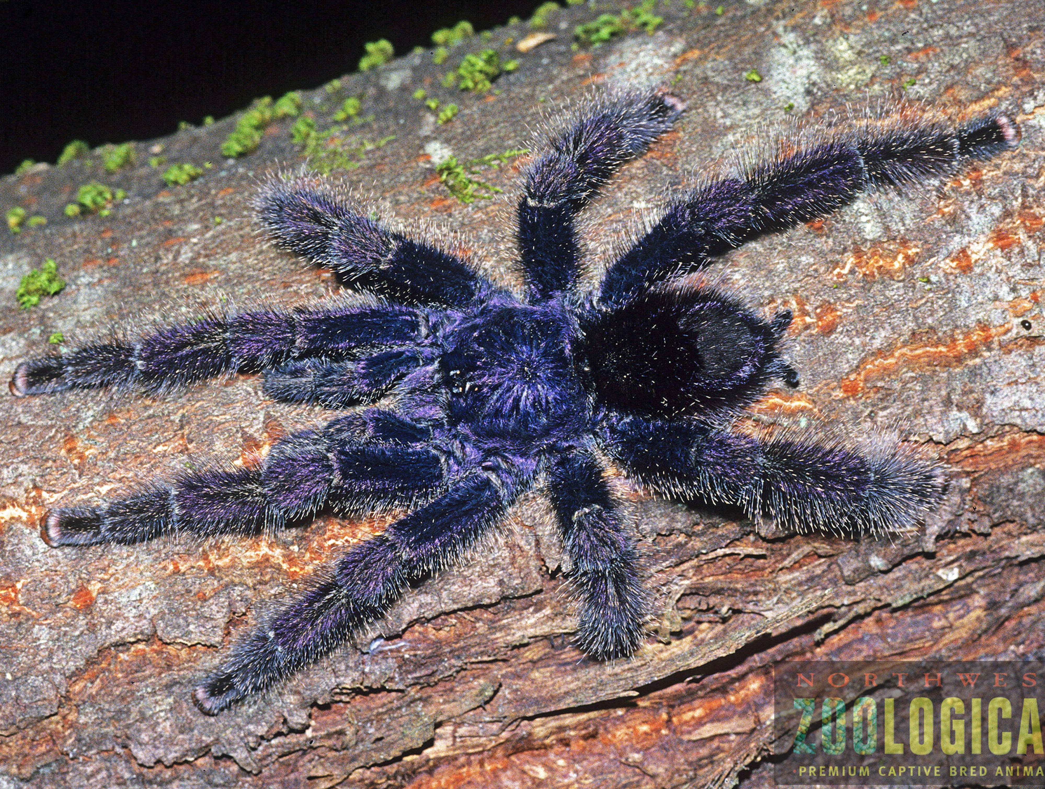 Avicularia juruensis (Peruvian Pink-toe) Tarantula