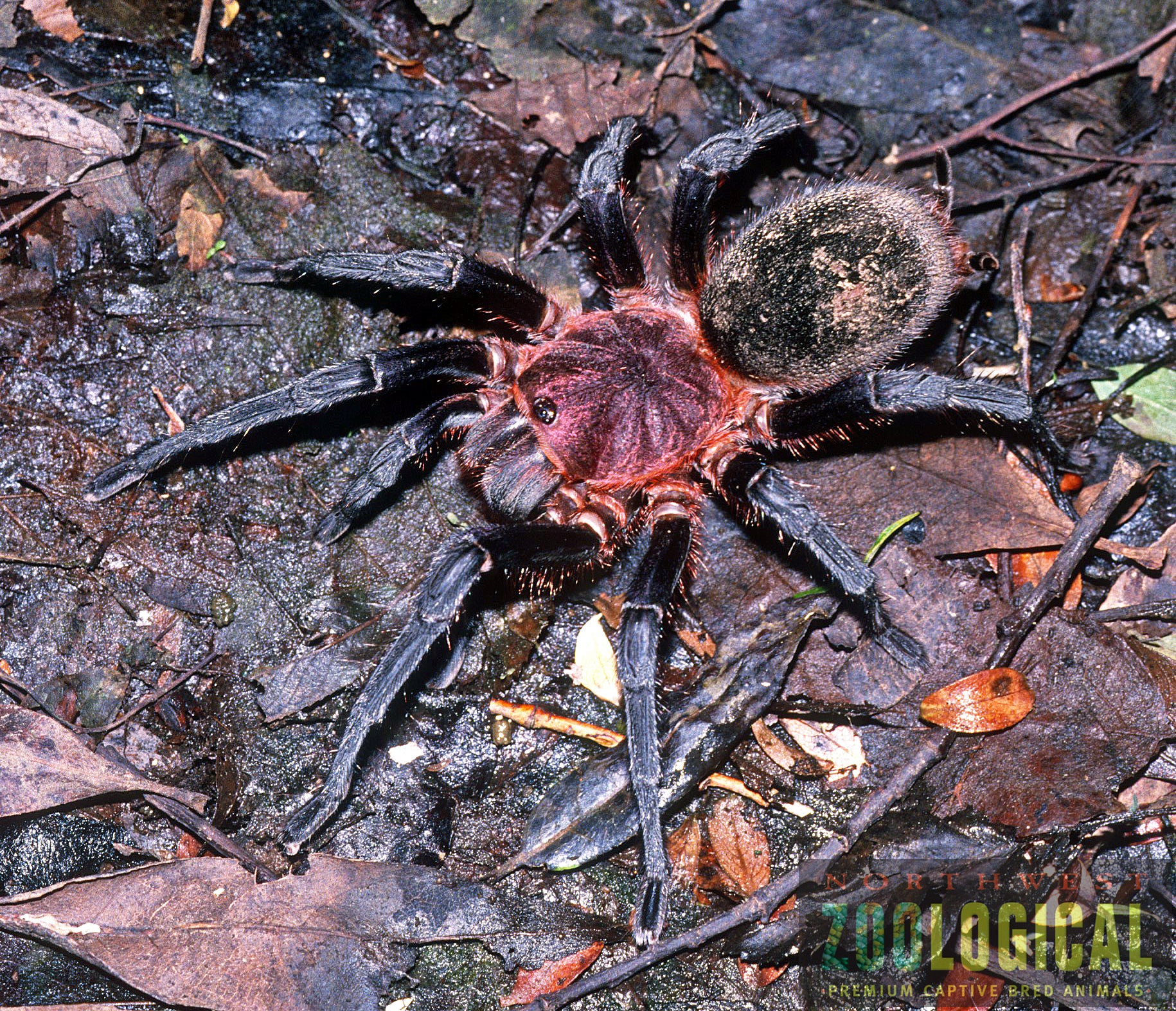 Bumba horrida (Pelirroja Brasileña) .5"