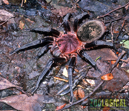 Bumba horrida (Pelirroja Brasileña) .5"