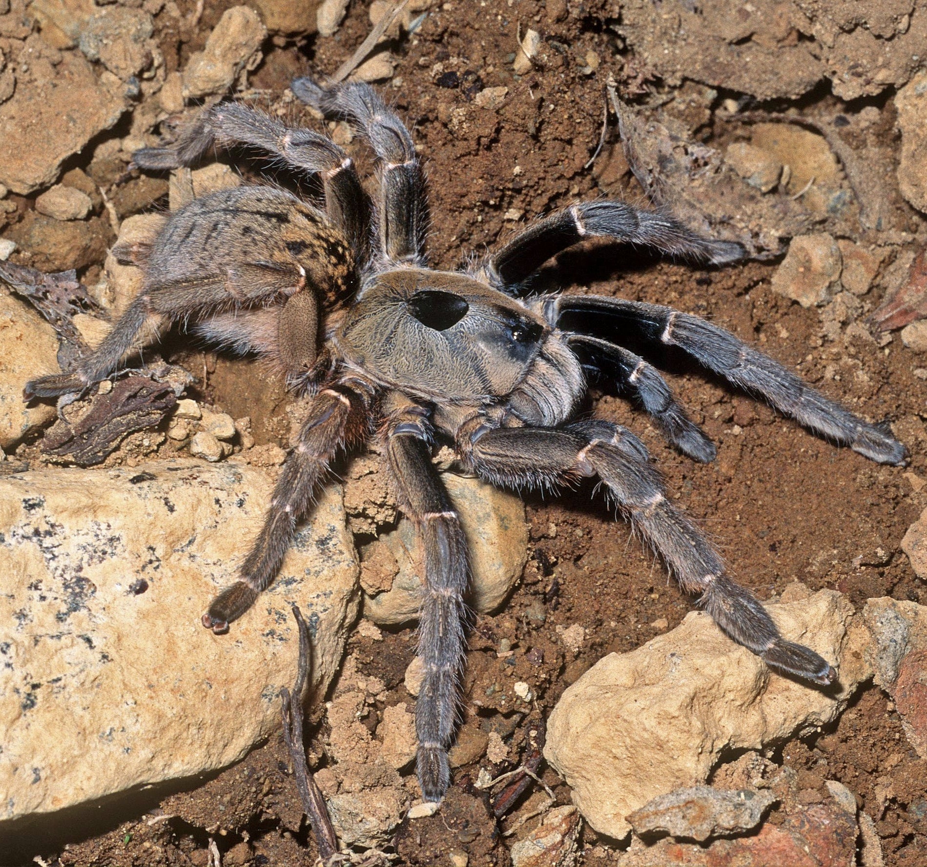Ceratogyrus brachycephalus (Greater Horned Baboon) 1"