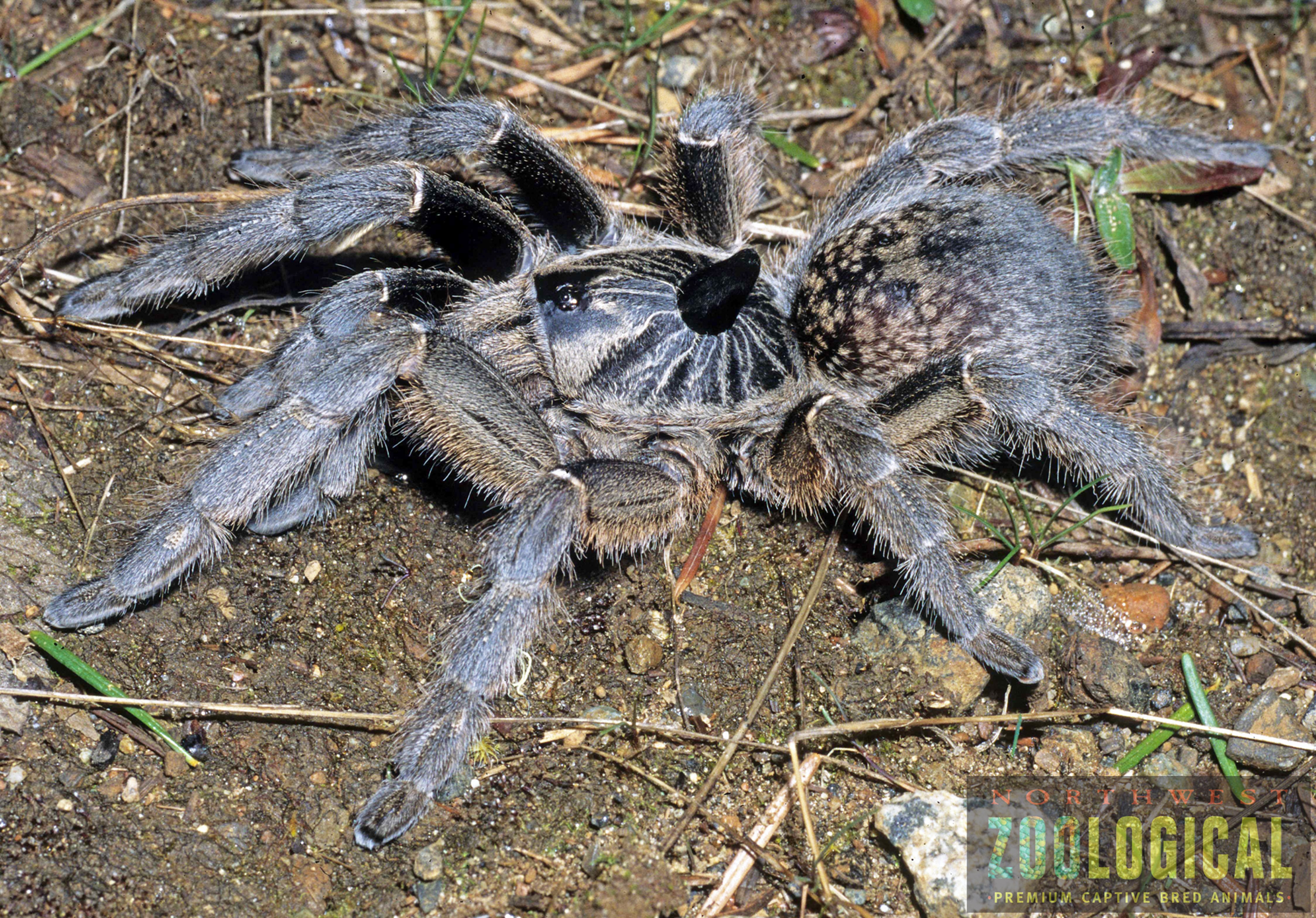 Ceratogyrus marshalli (Unicorn Horned Baboon) Tarantula