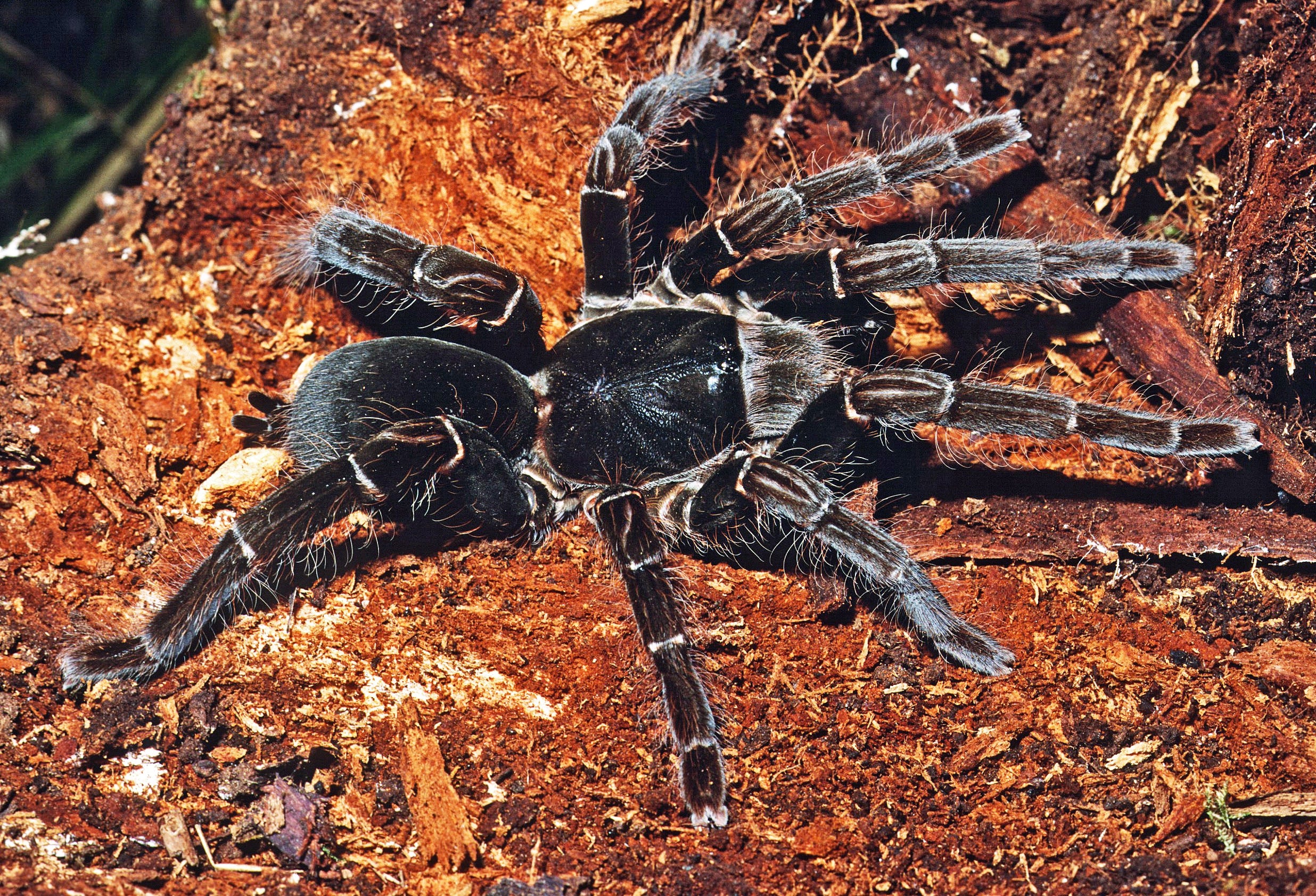 Hysterocrates gigas (Babuino Rojo de Camerún) 5-6" SUBADULTO/HEMBRA ADULTA