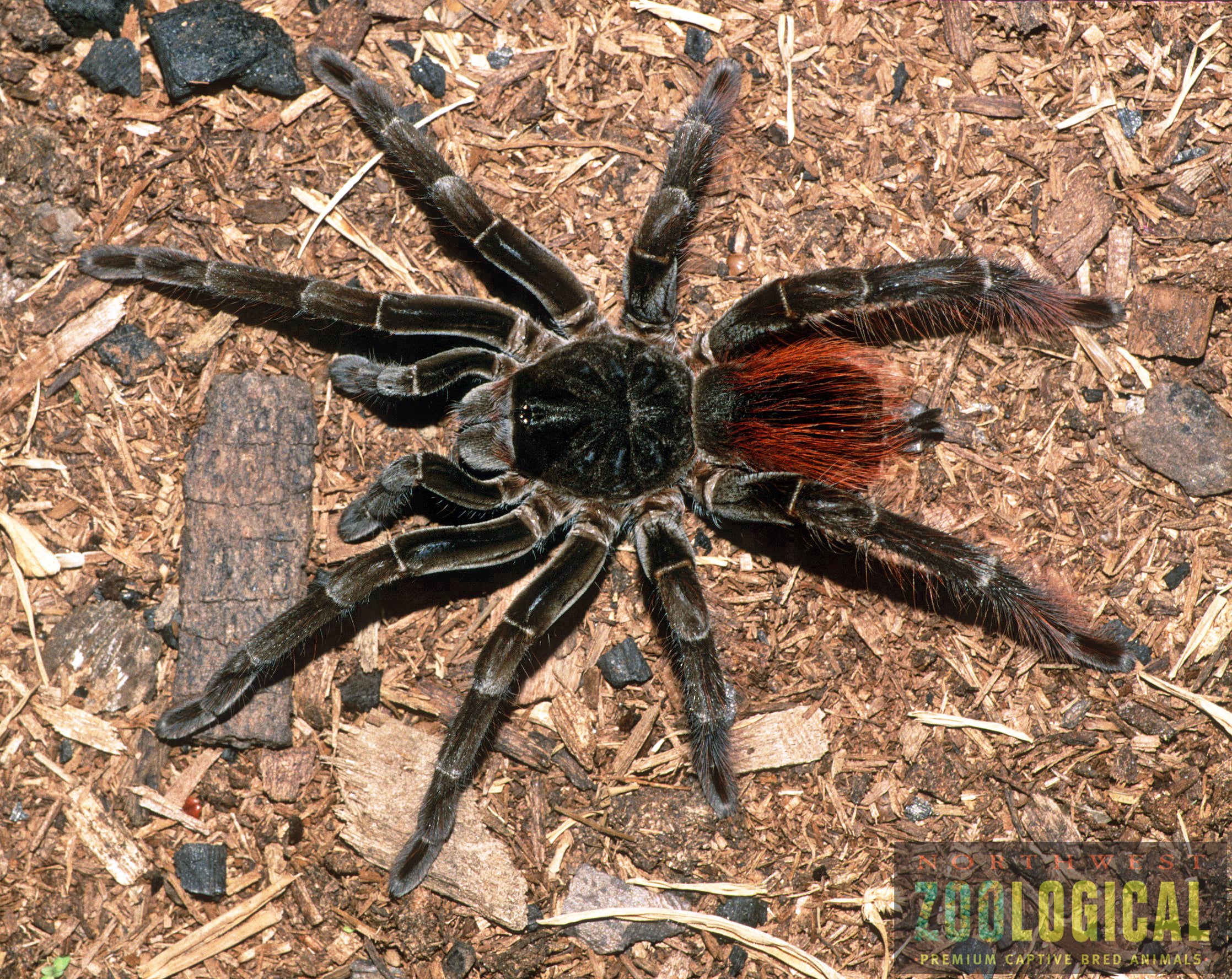 Megaphobema velvetosoma (Ecuadorian Brown Velvet) Tarantula