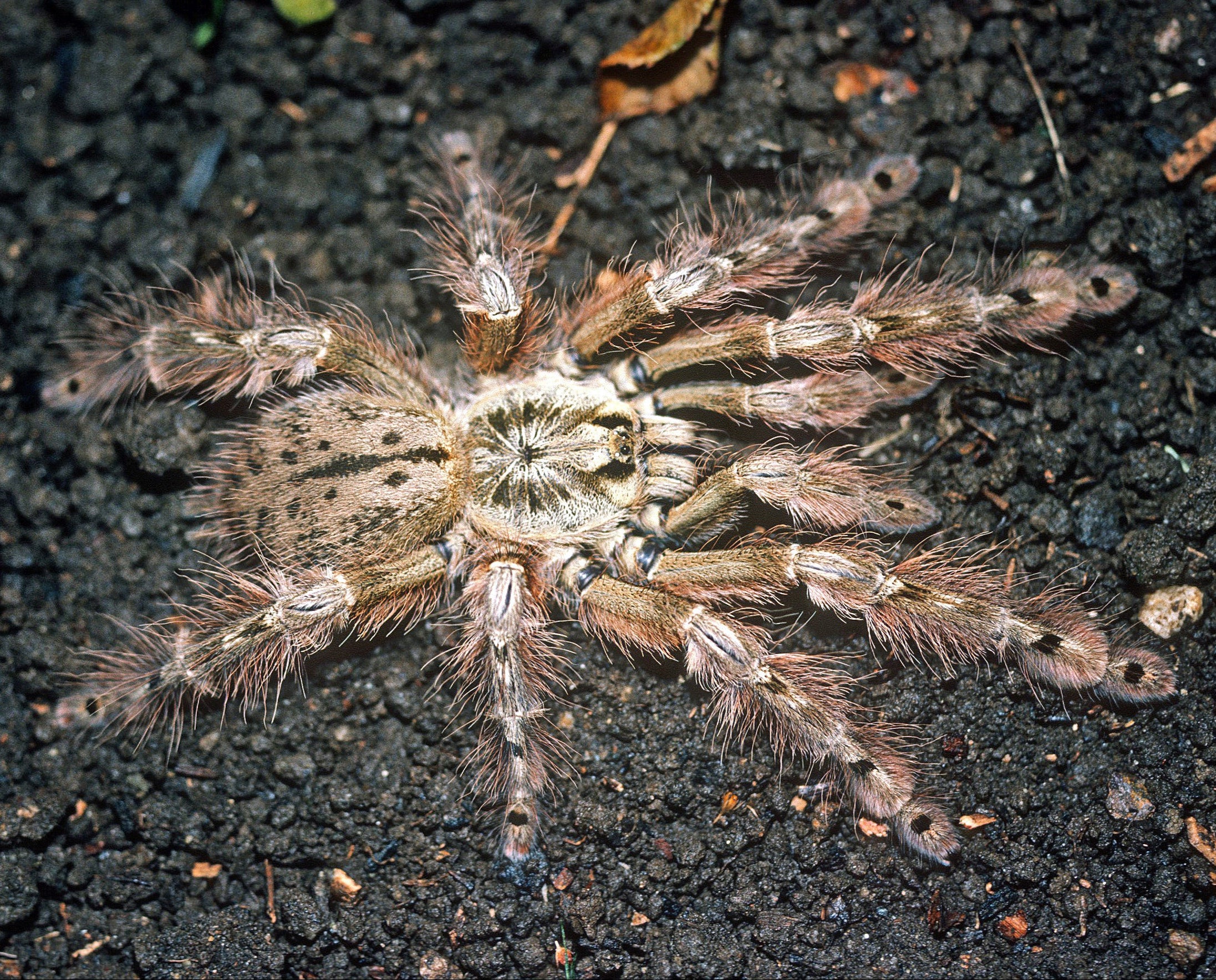 Stromatopelma calceatum (Feather-leg Baboon) Tarantula