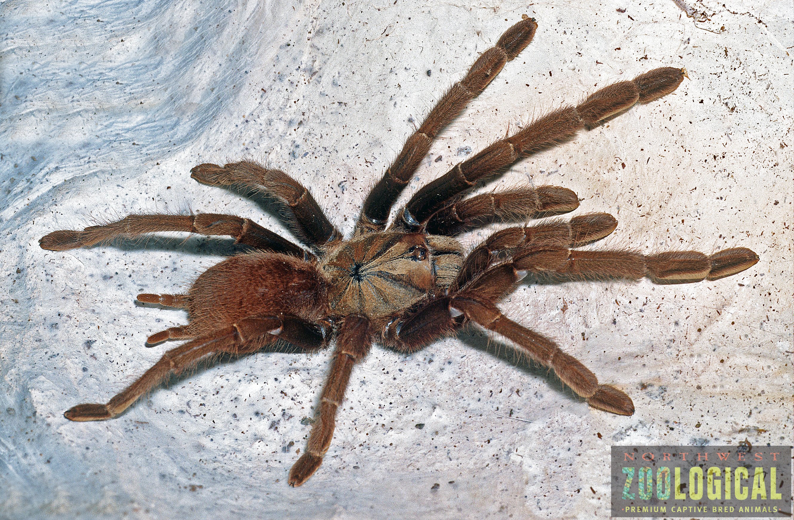 Thrigmopoeus truculentus (Karwar Burrowing Spider) .5"