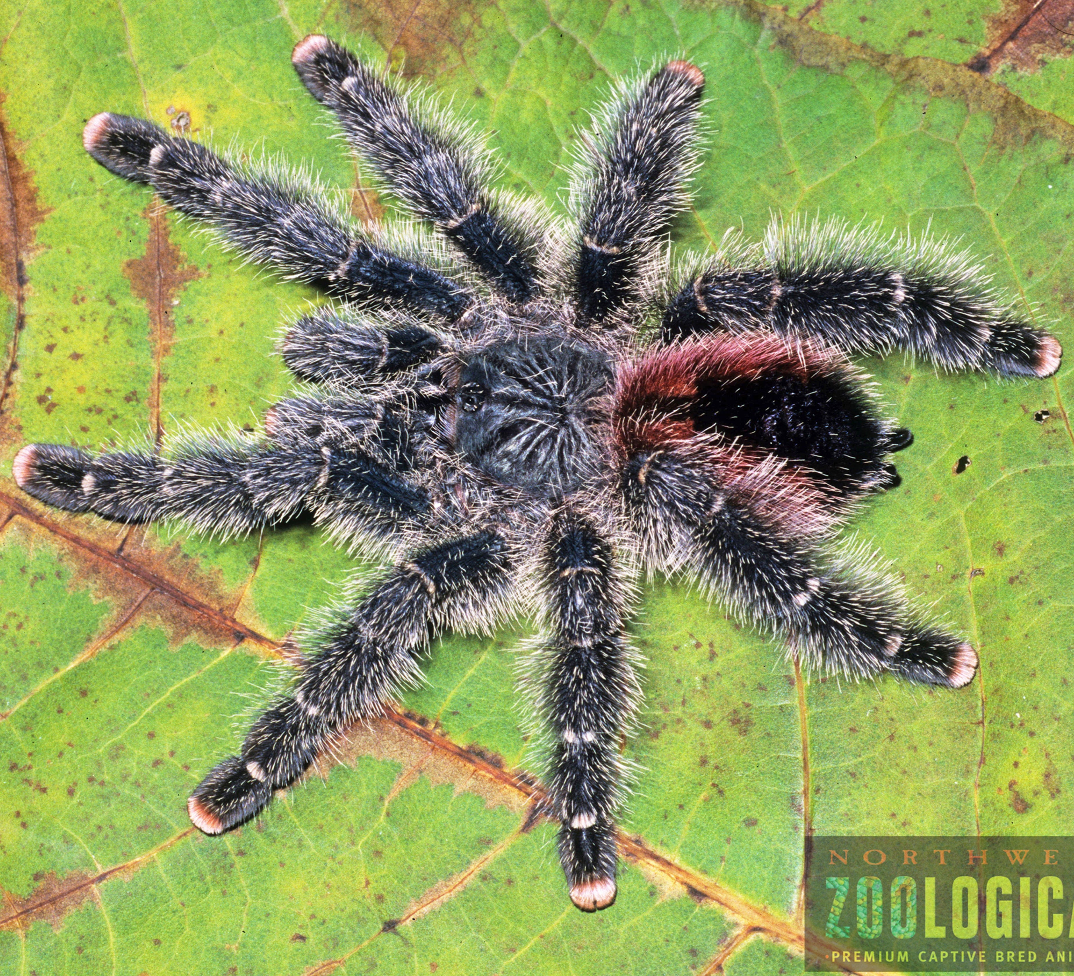 Avicularia variegata (Brick-red Pink-toe) Tarantula