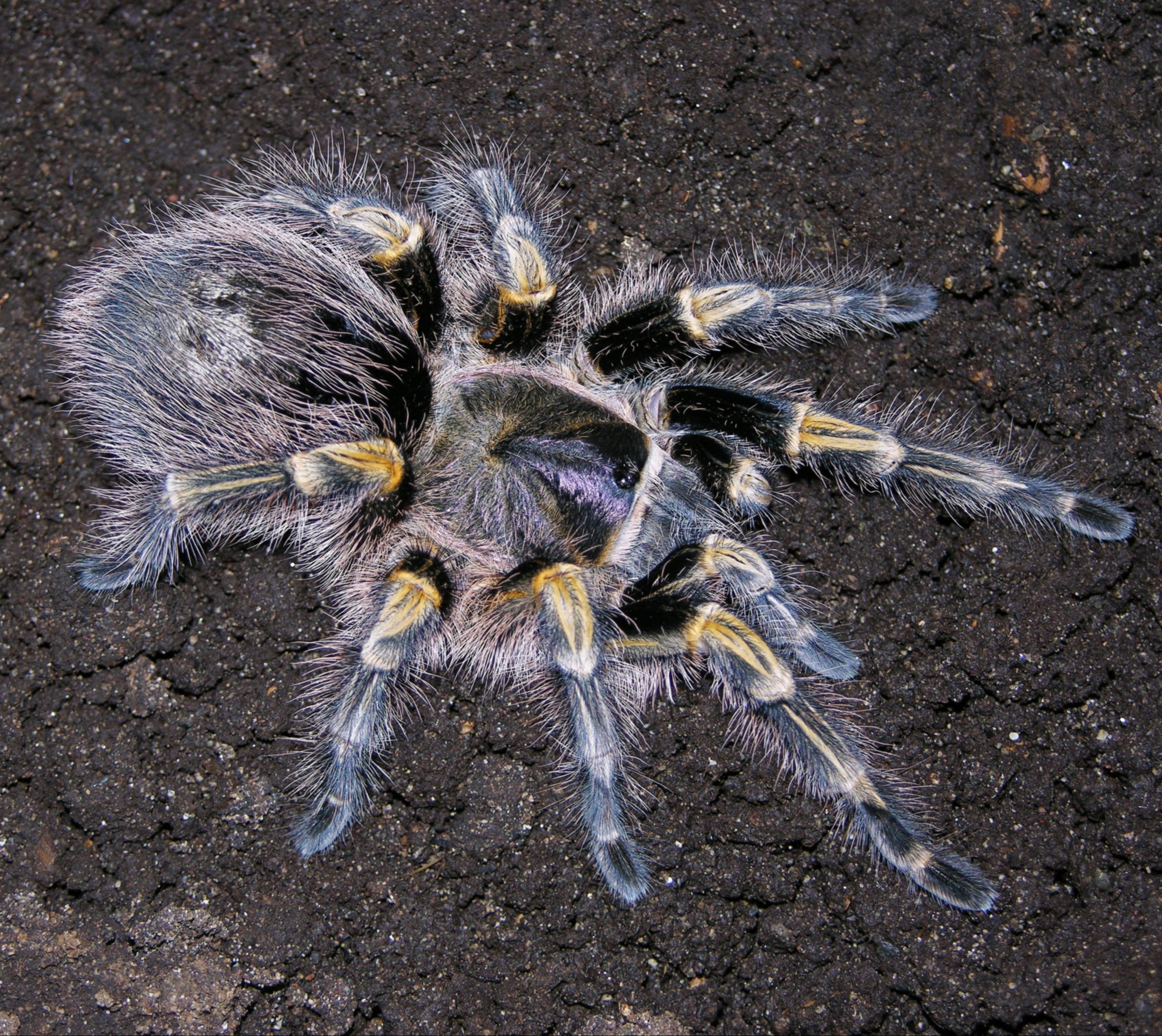 Grammostola pulchripes (Chaco Golden-knee) Tarantula