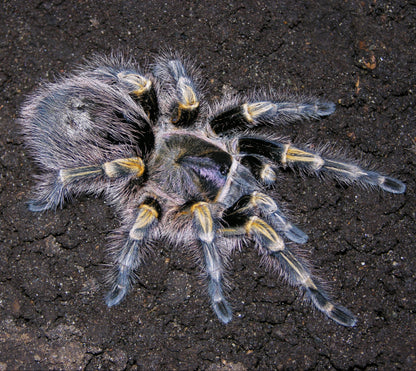 TERRESTRIAL GRAB N GO KIT: Grammostola pulchripes (Chaco Goldenknee) 1.5"+