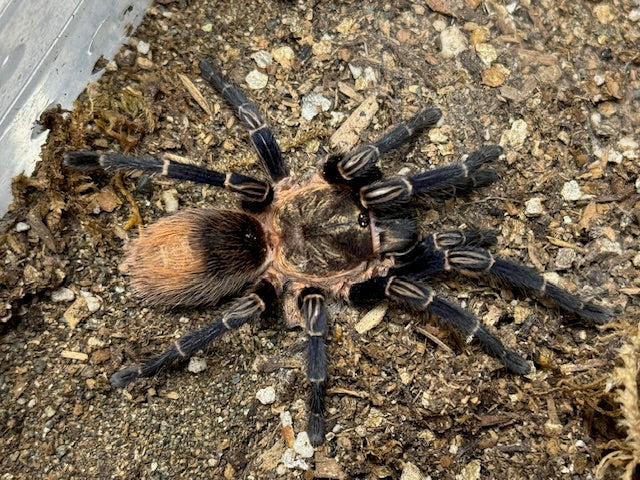 Theraphosinae sp. ˜Cuzco" (Peruvian Royalty) .5"