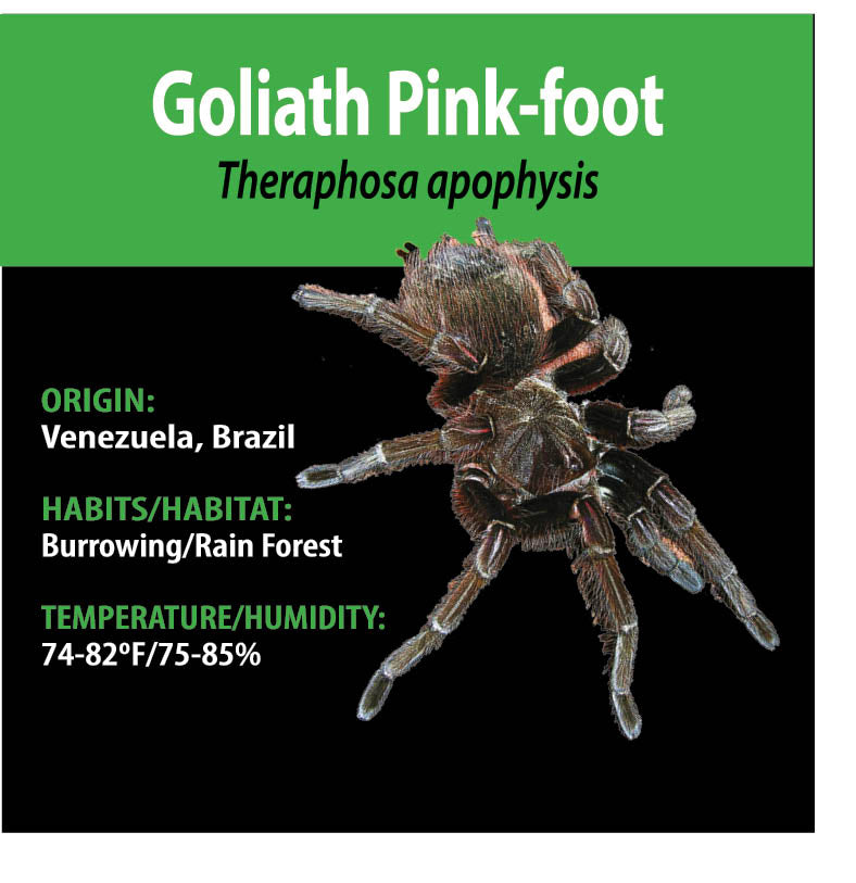 KIT PARA LLEVAR: Theraphosa apophysis (Goliath Pink-foot)