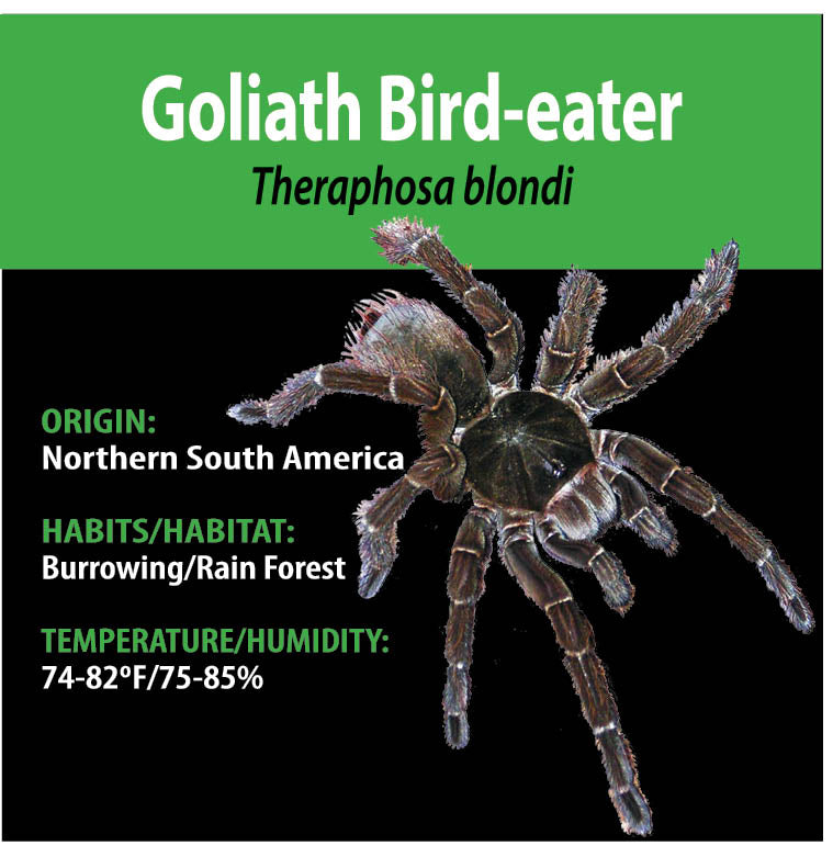 KIT PARA LLEVAR: Theraphosa blondi (ave Goliat devoradora de pájaros)