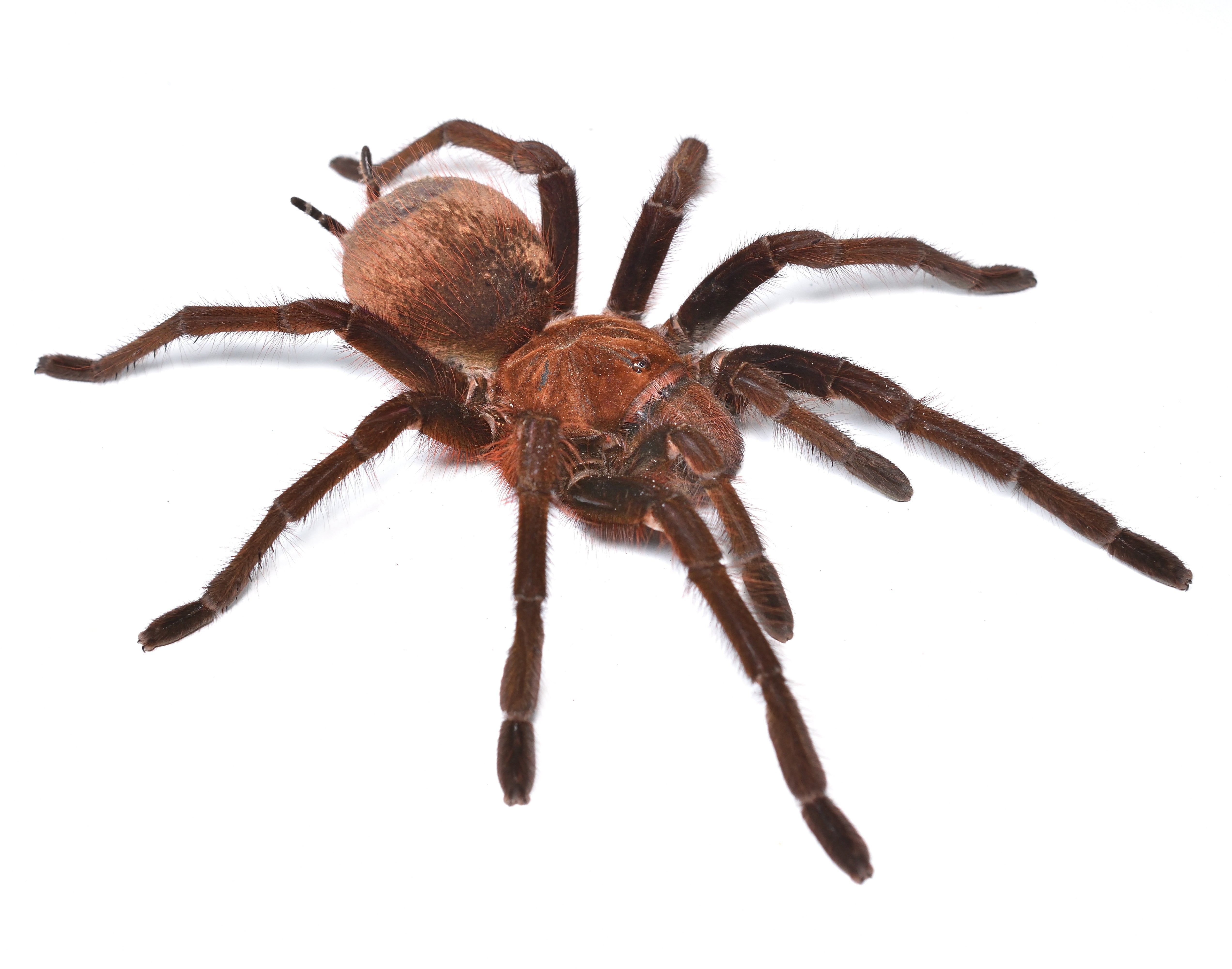 Theraphosa apophysis (Goliath Pinkfoot) 6 - 8" SUB ADULT / ADULT FEMALE