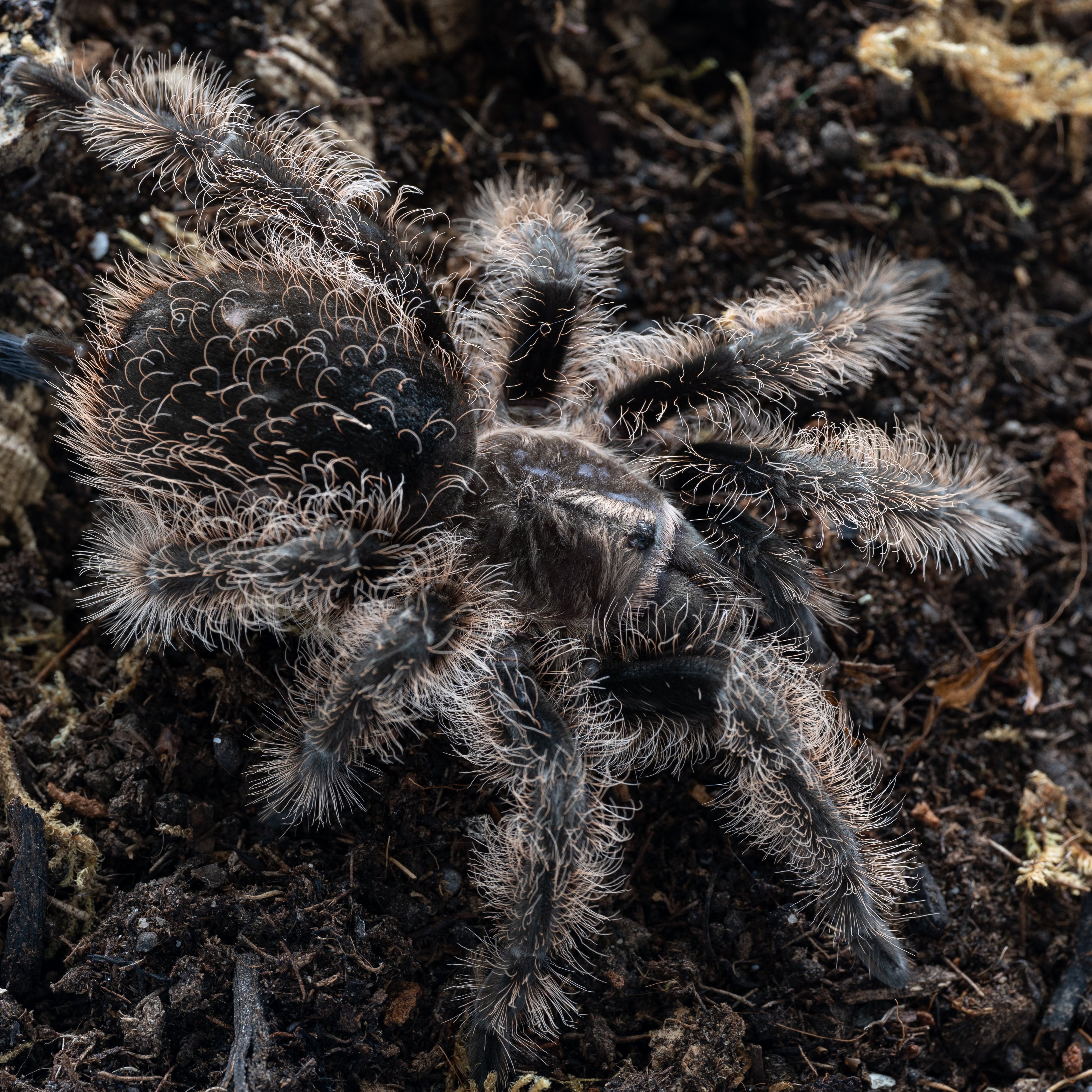 Tliltocatl (Brachypelma) albopilosus (Curly Hair) .5" Bulk